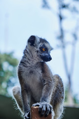 Lemur Cata close up