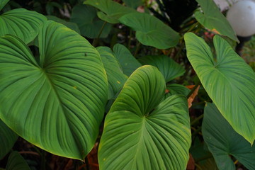 a group of Anthurium crystallinum leaves
