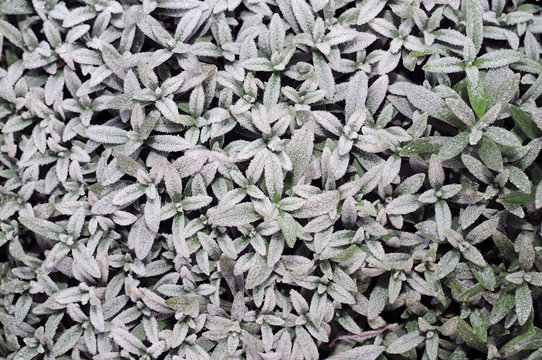 the first frost on the leaves