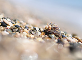 background of sea pebbles and shells