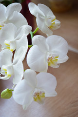only Phalaenopsis, orchid, Bouquet of flowers. Natural fresh flower. white