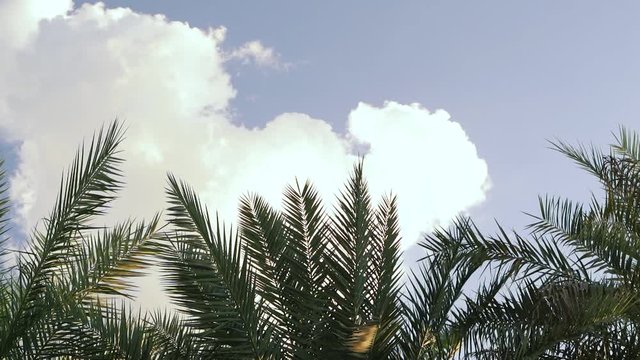 Palm leaves blowing in the wind against cloudy sky . uae nature, Tropical wind on the large green palm leaves blue sky and white cloud background