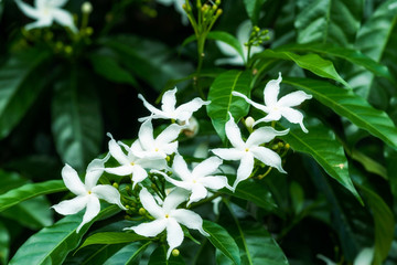 Obraz na płótnie Canvas White Sampaguita Jasmine or Arabian Jasmine flowers blossom at flower garden (Jasminum sambac (L.) Aiton; Oleaceae)