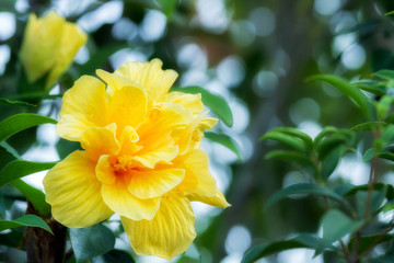 Close up of yellow double hibiscus flower blossom in flower garden
