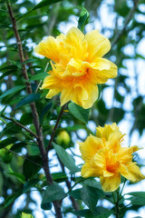Close up of yellow double hibiscus flower blossom in flower garden