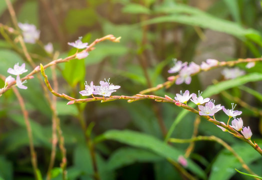 Fresh Vietnamese coriander plant with blooming pink flower in vegetable garden