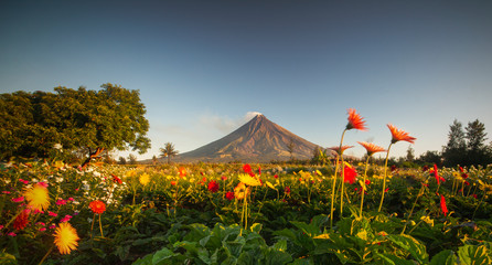 Mayon Volcano Gardens flower blossoms with a backround mayon volcano in legazpi city albay Philppines