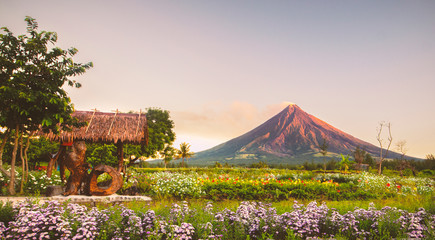 Flower Blossom in Front Mayon Volcano in Legazpi City Albay. Philippines