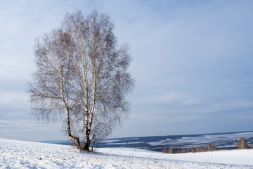 Fototapeta na wymiar Winter landscape. Lonely tree on a background of white snow. Panorama.