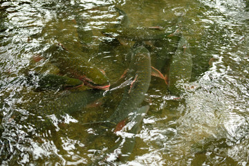 ryby w stawie