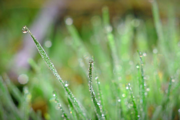 Fototapeta na wymiar morning dew on the green grass
