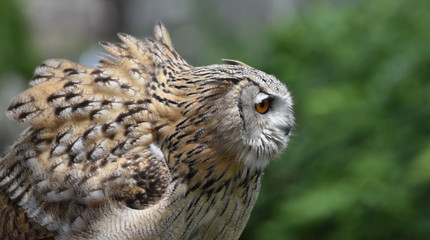 シベリアワシミミズク