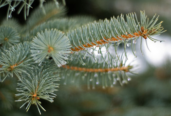 Naklejka na ściany i meble Spruce on a blurred background with droplets