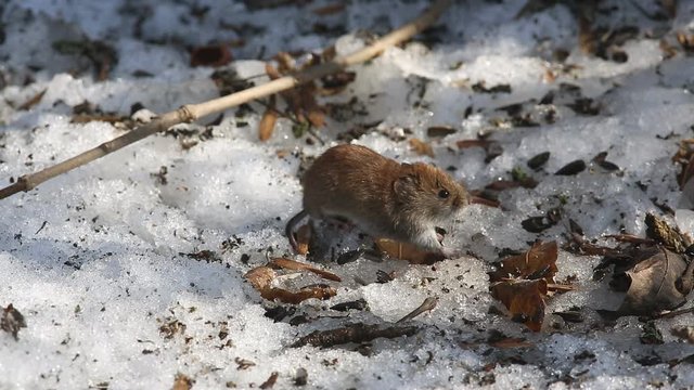 Common Vole (Microtus arvalis) hides in the mink, and then again gets out of it