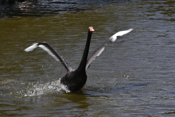 黒鳥 © U.G. Miyasaka