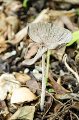isolated Gymnopilus Palmicola Mushroom