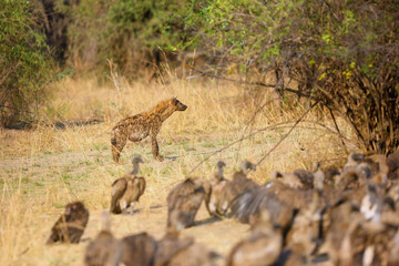 The spotted hyena (Crocuta crocuta) also known as the laighing hyena in the riverbed with vultures nearby.African scavengers near the river.