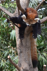 レッサーパンダ