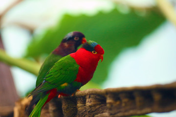 The Papuan lorikeet, also known as Stella's lorikeet and Mount-Goliath lorikeet, Charmosyna papou or Charmosyna Stellae, sitting on a twisted dry branch.Very colorful Papuan parrot.
