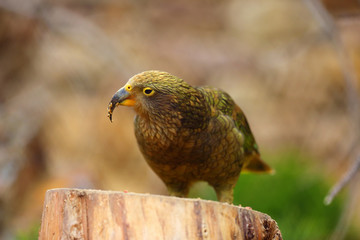 The kea ( Nestor notabilis ) sitting on a dry tree trunk.The well-known Australian parrot in brown on a light background.