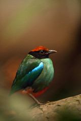 Western hooded pitta (Pitta sordida) sitting on an old dry tree trunk surrounded by greenery.Colorful ground bird from rain forest sitting on trunk.