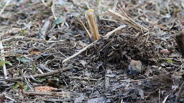 Common Vole (Microtus arvalis) Mouse looks out of the ground mink then searches for food and finds