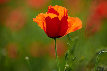 Fototapeta premium Wild poppy flower. Poppy blossoms in the meadow. 