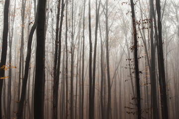 tall trees in fog in forest