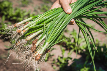 Fresh green onion, harvested freshly organic vegetables in the farmer garden, bio food concept