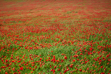Field of bright red poppy flowers near the road. Turkestan region. Kazakhstan.