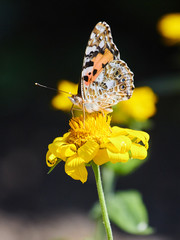 butterfly on a flower
