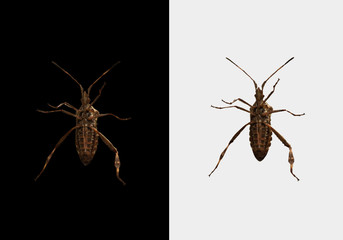 Leptoglossus occidentalis, western conifer bug seed isolated on black and white background. Bottom view.