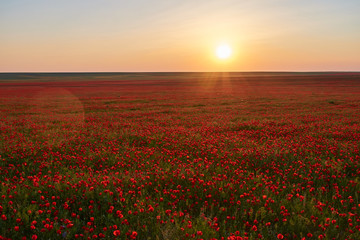 Field of bright red poppy flowers near the road. Turkestan region. Kazakhstan.