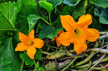 Pumpkin flower blossoming. Pumpkin flower flower blossoming in the backyard