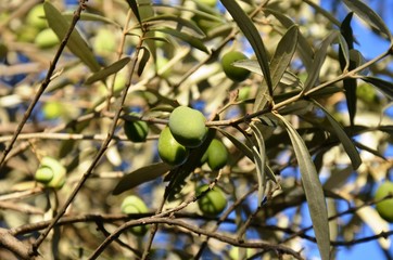green olives grow on olive tree in Greece. Olives, branches, leaves, blue sky. component of olive oil. Organic farm products, healthy food, vegetarian food.
