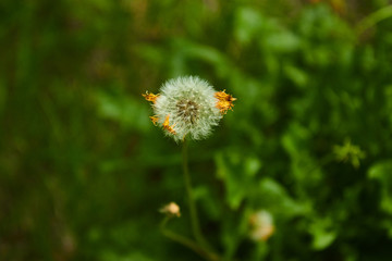 dandelion on meadow