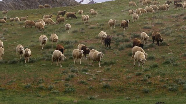 flock of sheeps running down mountain