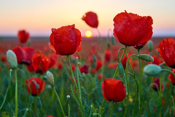 Red blooming poppies in the summer sunset light