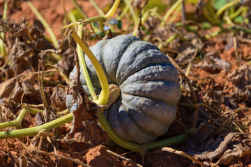 Pumpkin in the garden