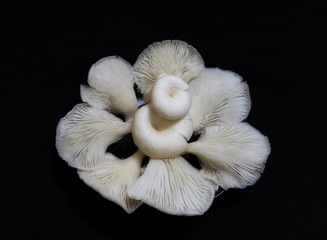 Indian White Mushroom petals arranged in a circular manner ready for cooking