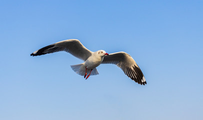 seagull is flying beautifully with a blue sky in the background
