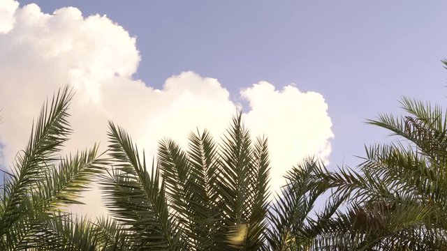 Palm leaves blowing in the wind against cloudy sky . uae nature, Tropical wind on the large green palm leaves blue sky and white cloud background