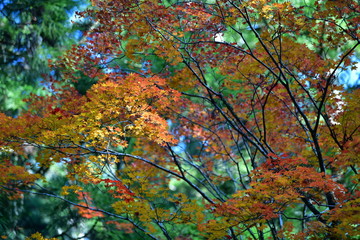 Autumn leaves in Koyasan