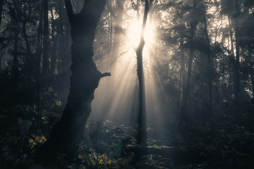 Ethereal Morning Light Pierces Through Misty Autumn Forest