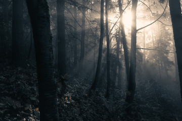 Ethereal Morning Light Pierces Through Misty Autumn Forest