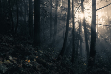 Ethereal Morning Light Pierces Through Misty Autumn Forest