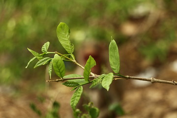 branch with green leaves