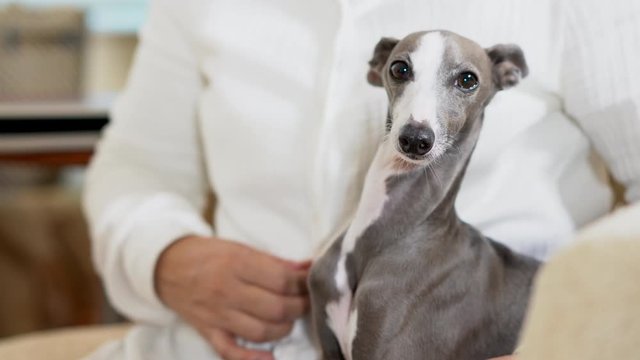 女性に撫でられるイタリアングレイハウンド犬