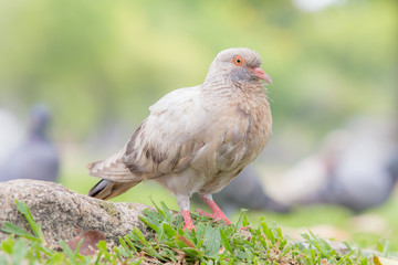 Beautiful pigeon bird walking on the ground.