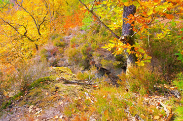 Altschlossfelsen im Dahner Felsenland im Herbst - Altschlossfelsen rock in Dahn Rockland, Germany